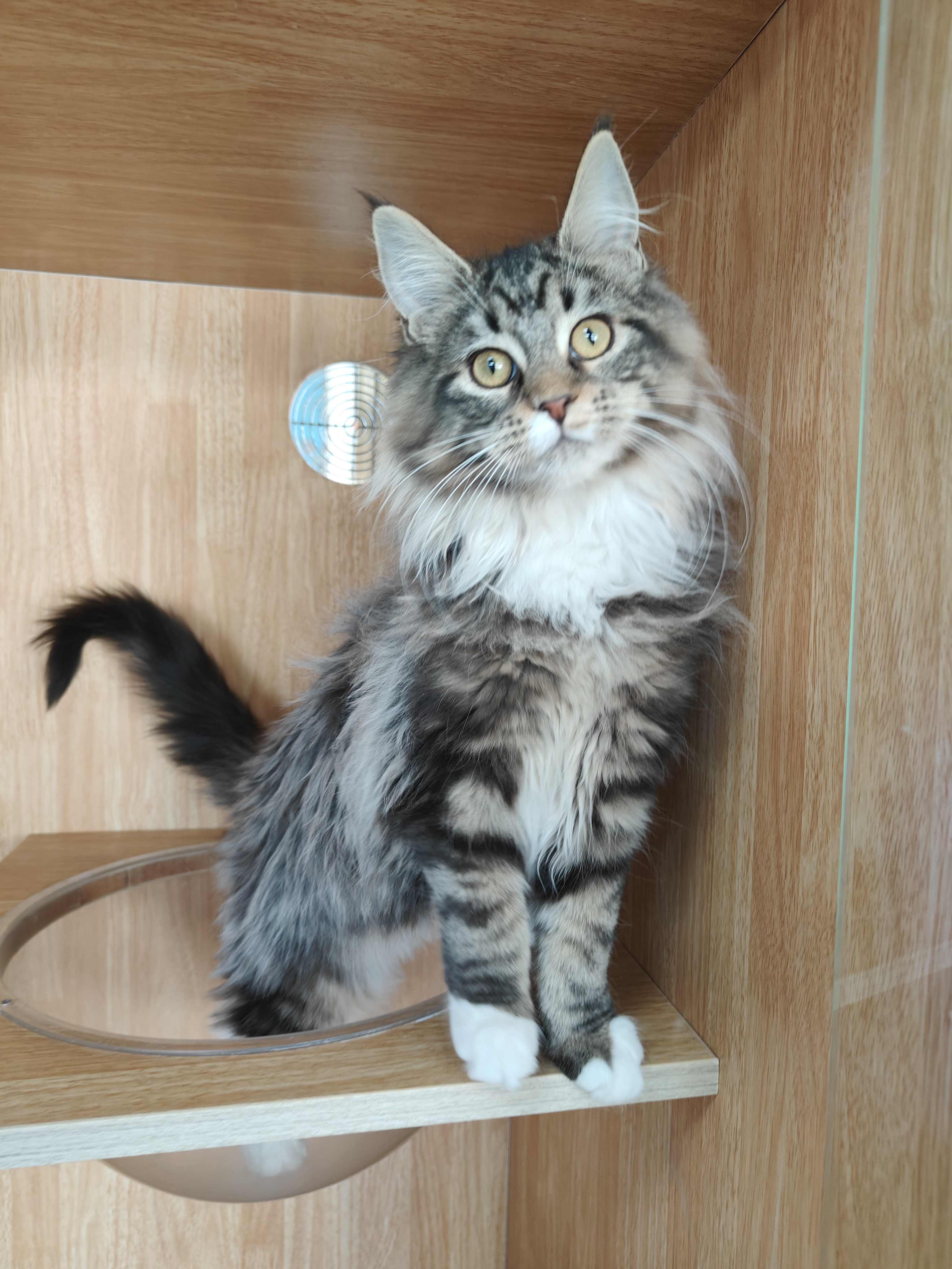 猫舍不干了年前特价甩缅因猫母猫妹妹大型猫长毛猫疫苗齐全驱虫已做无病无藓健